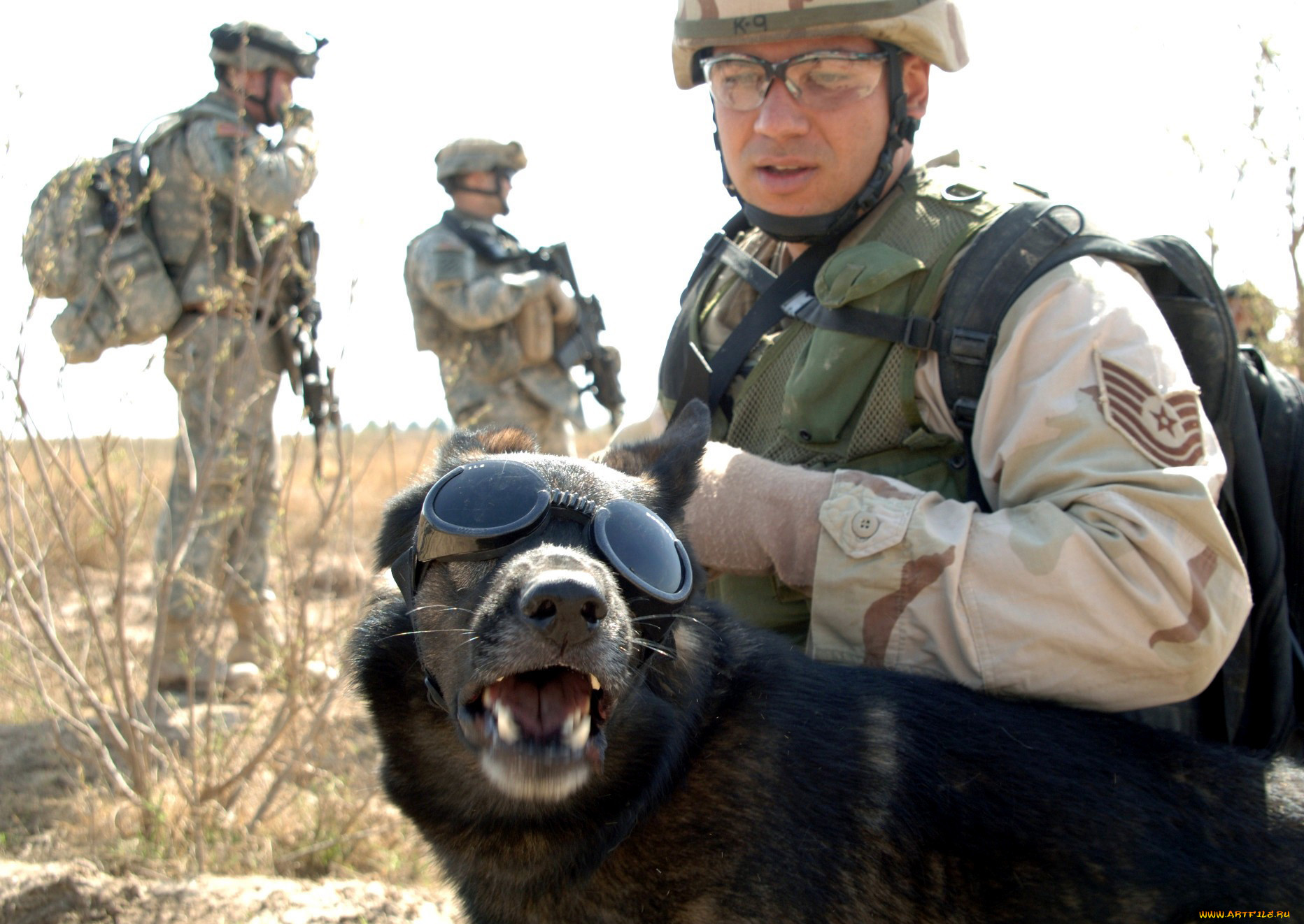 Собака спецназа США